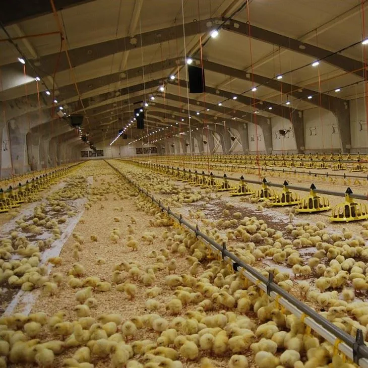 Modern Poultry Farm